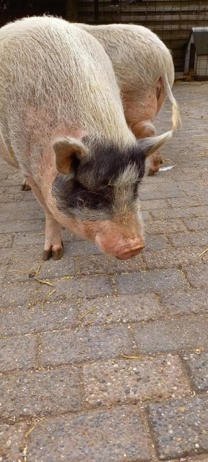 'T Uiltje Villa Ermelo Esterno foto