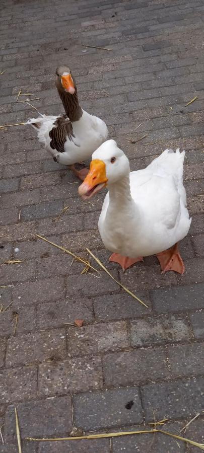 'T Uiltje Villa Ermelo Esterno foto